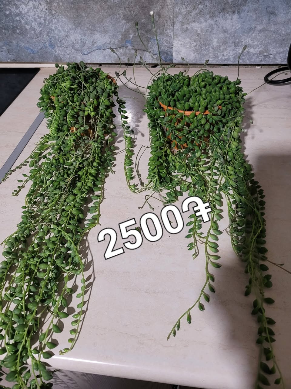 ALIN ÇANTAYI ŞIK VE RENKLİ ÇANTALARLA 🩷🧡🤎💜❤️. — 2,500֏
