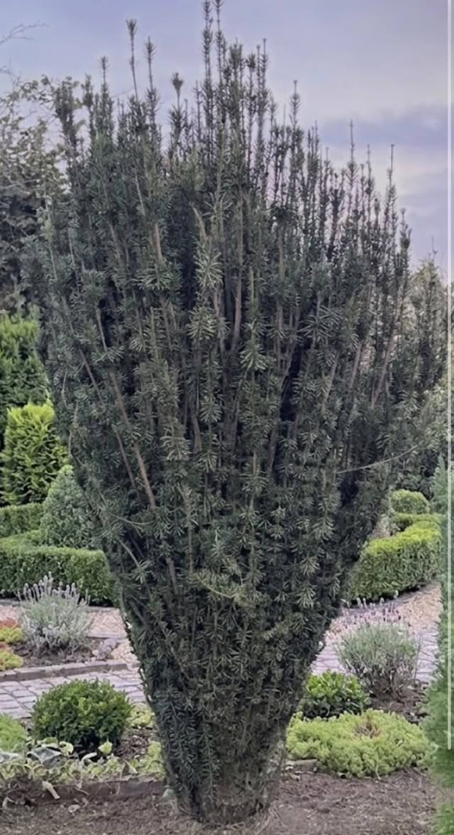 For sale golden Thuja - height 4m Irish
