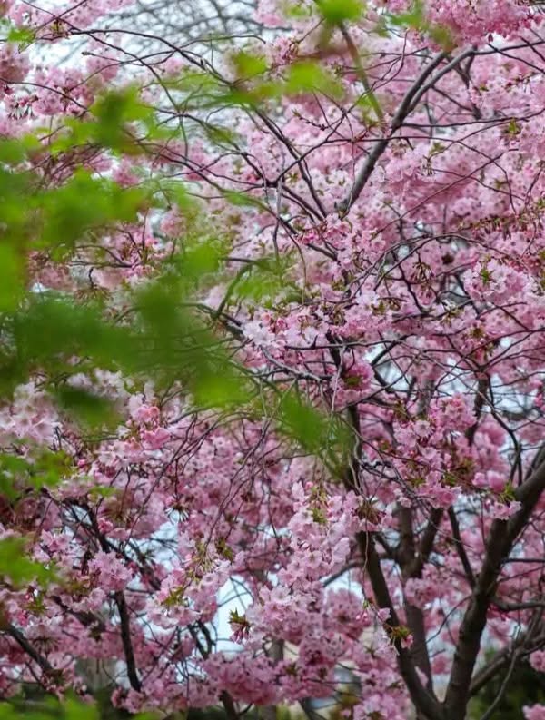 Yeni eğitim yılı için öğrenci kaydı açıldı