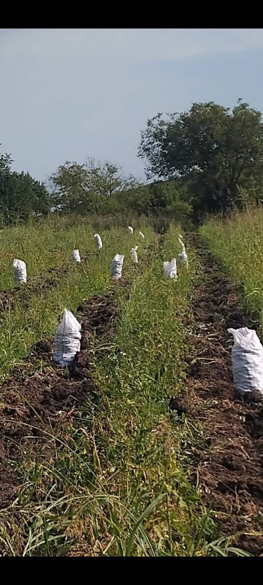 Ozaan'da doğal patates satılır