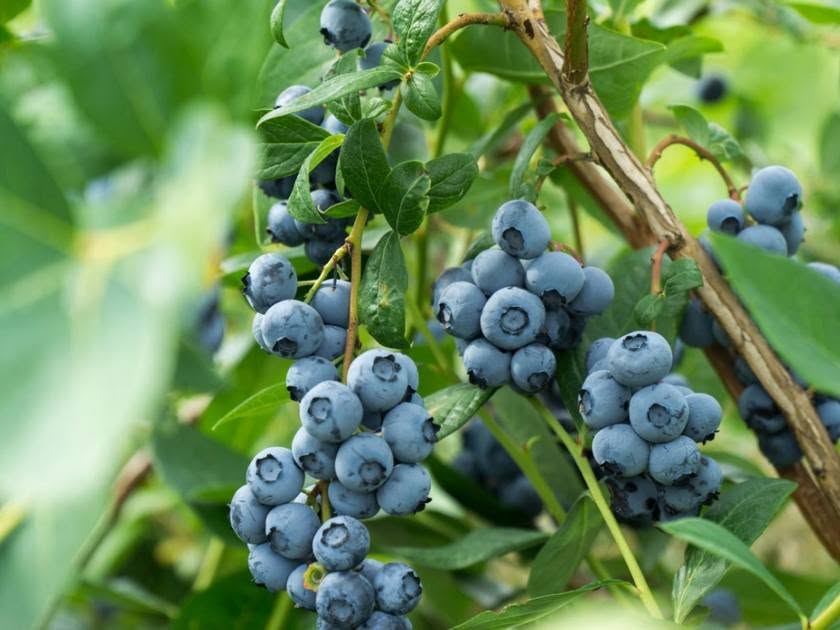 Մավի գիլե թինգլները վաճառքում են: 🌿 Mavi — 25₼