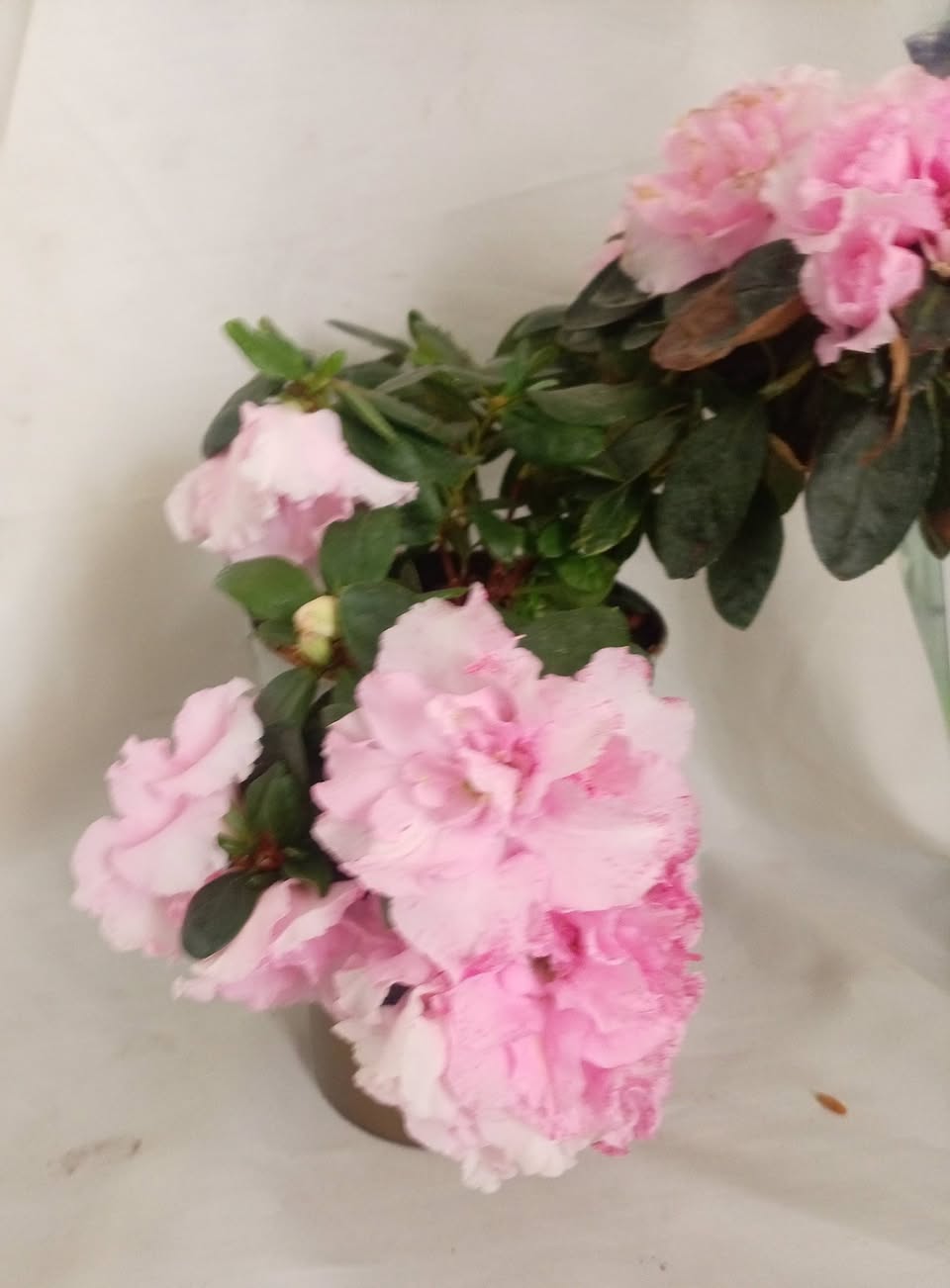 აზალია თეთრი და ვარდისფერი