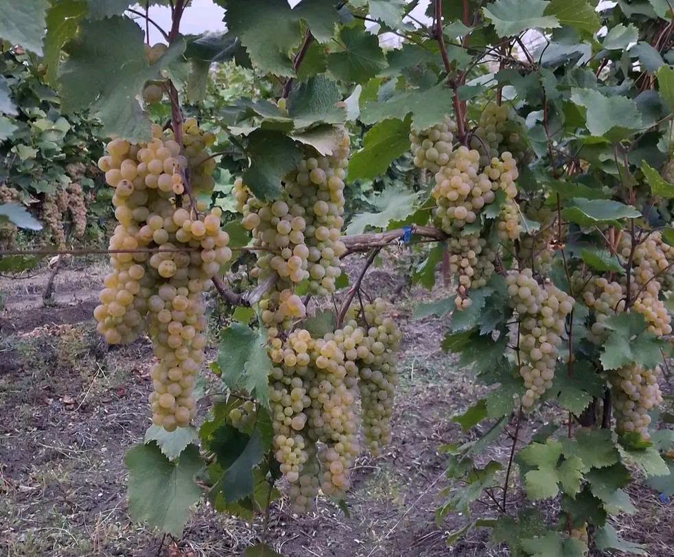 🍇 Продается кахетинское, гурджаанский ркацители! 🍷