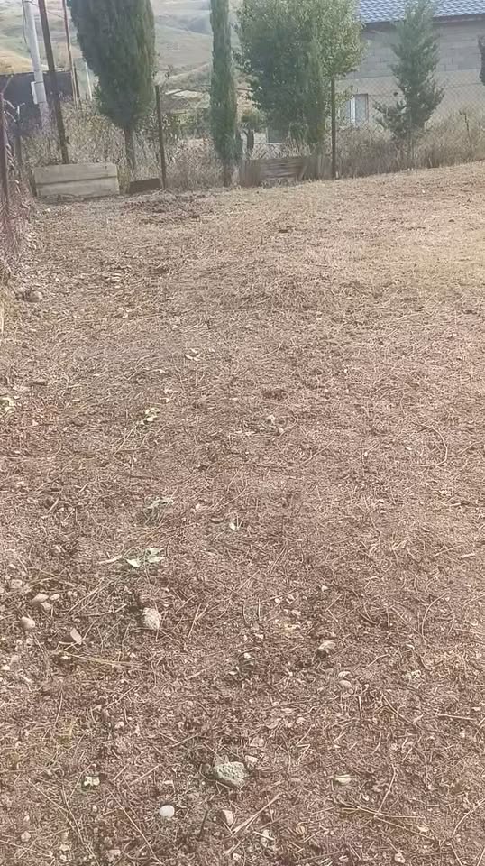 Yard mowing, cleaning