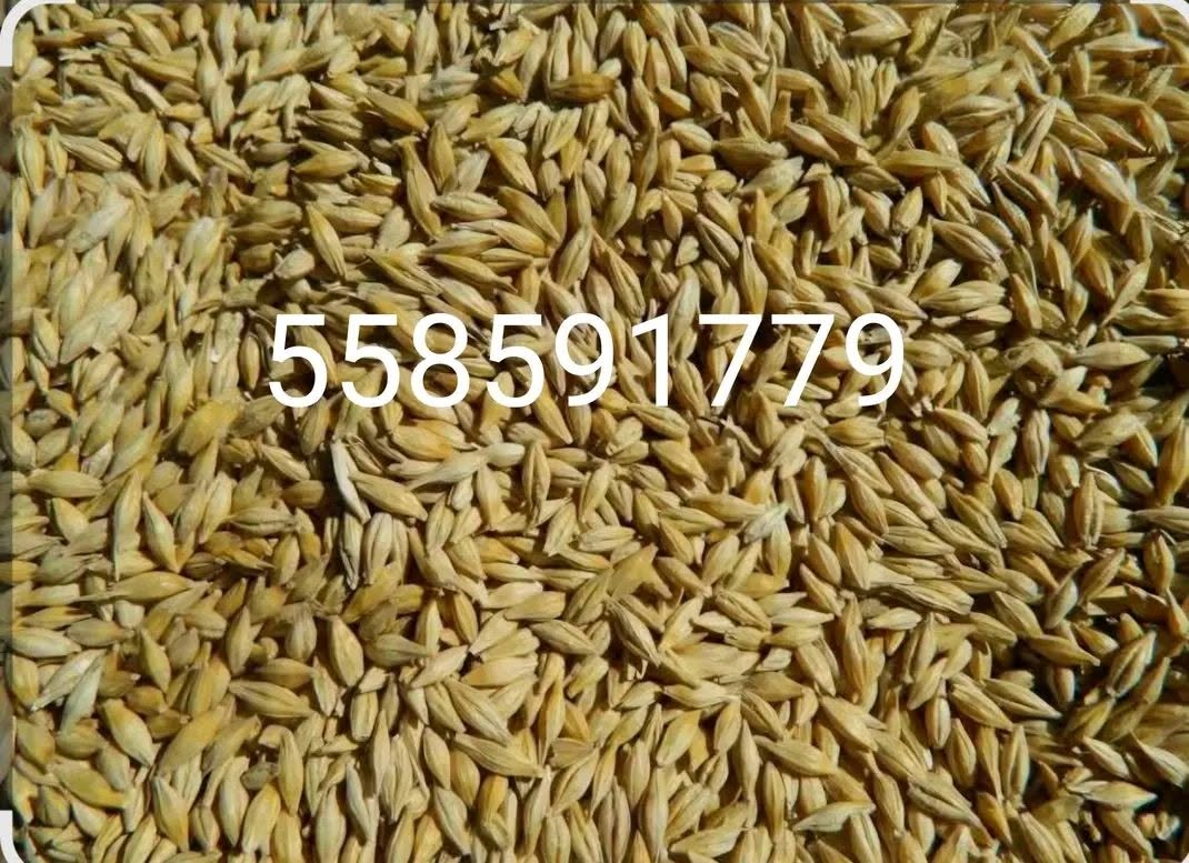 Satılık 🌾buğday arpa evinize teslim edilir