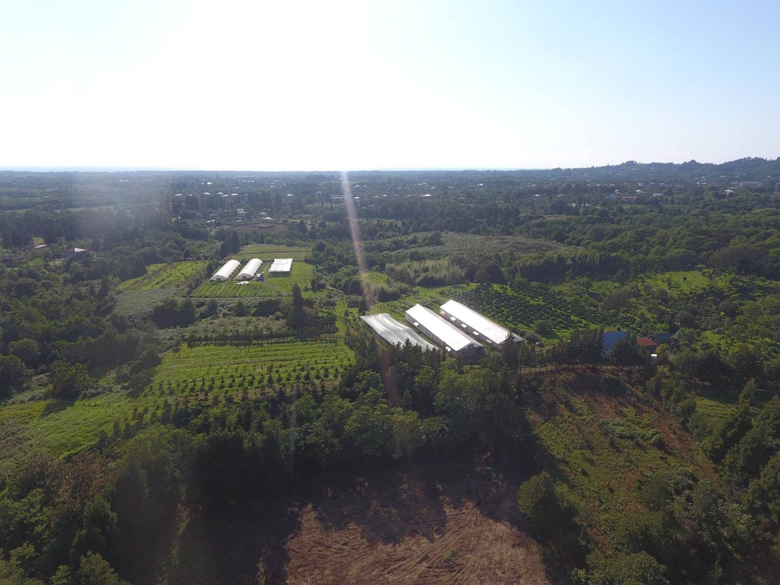 Ozurgeti'nin Sof Natanebs köyünde, yoldan 300 metre uzaklıkta — 10$