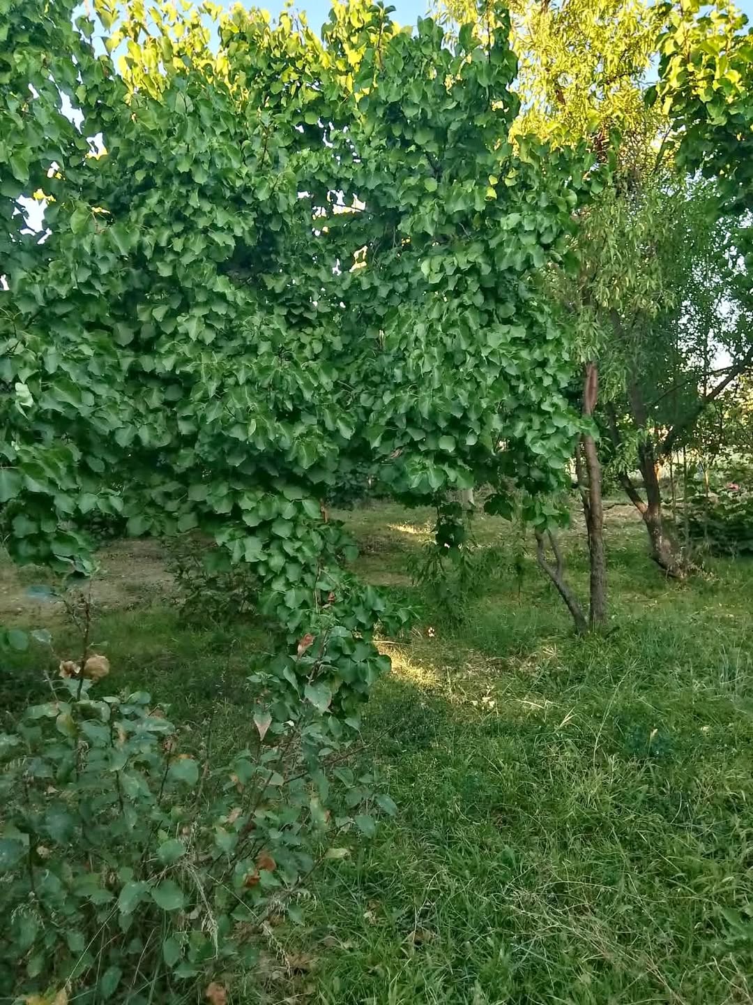 Բնակելի կառուցապատման հող Պտղնիում