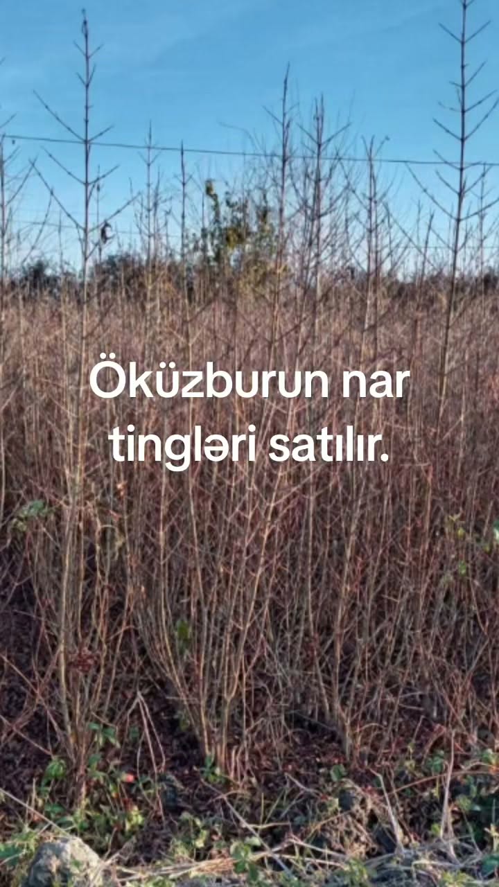 Sabirabad. Teslimat var