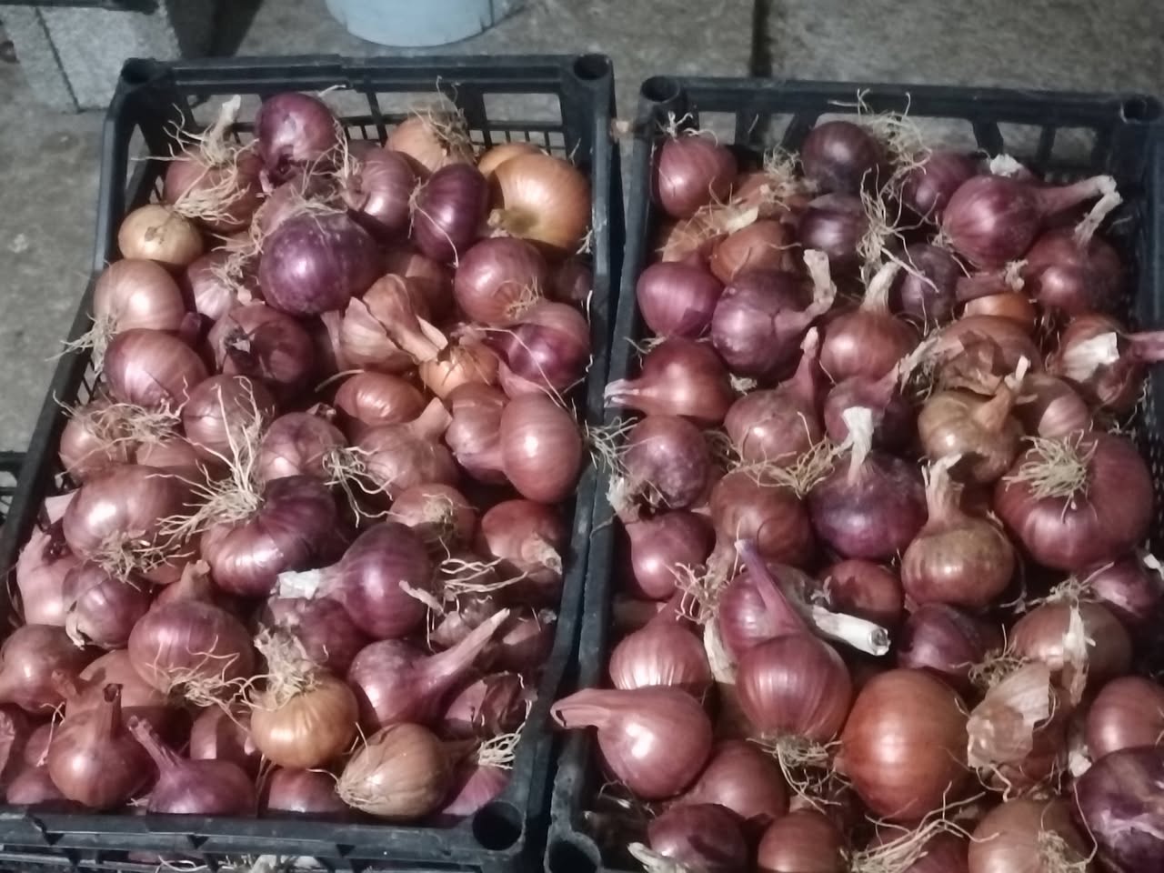 Gori bölgesinde gübre kullanılmadan yetiştirilmiş soğan satılır - 2.2₾