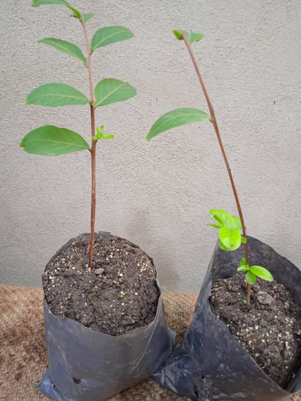 Mənə maral buynuzunun kiçik güşələri var. Miqdarı 2