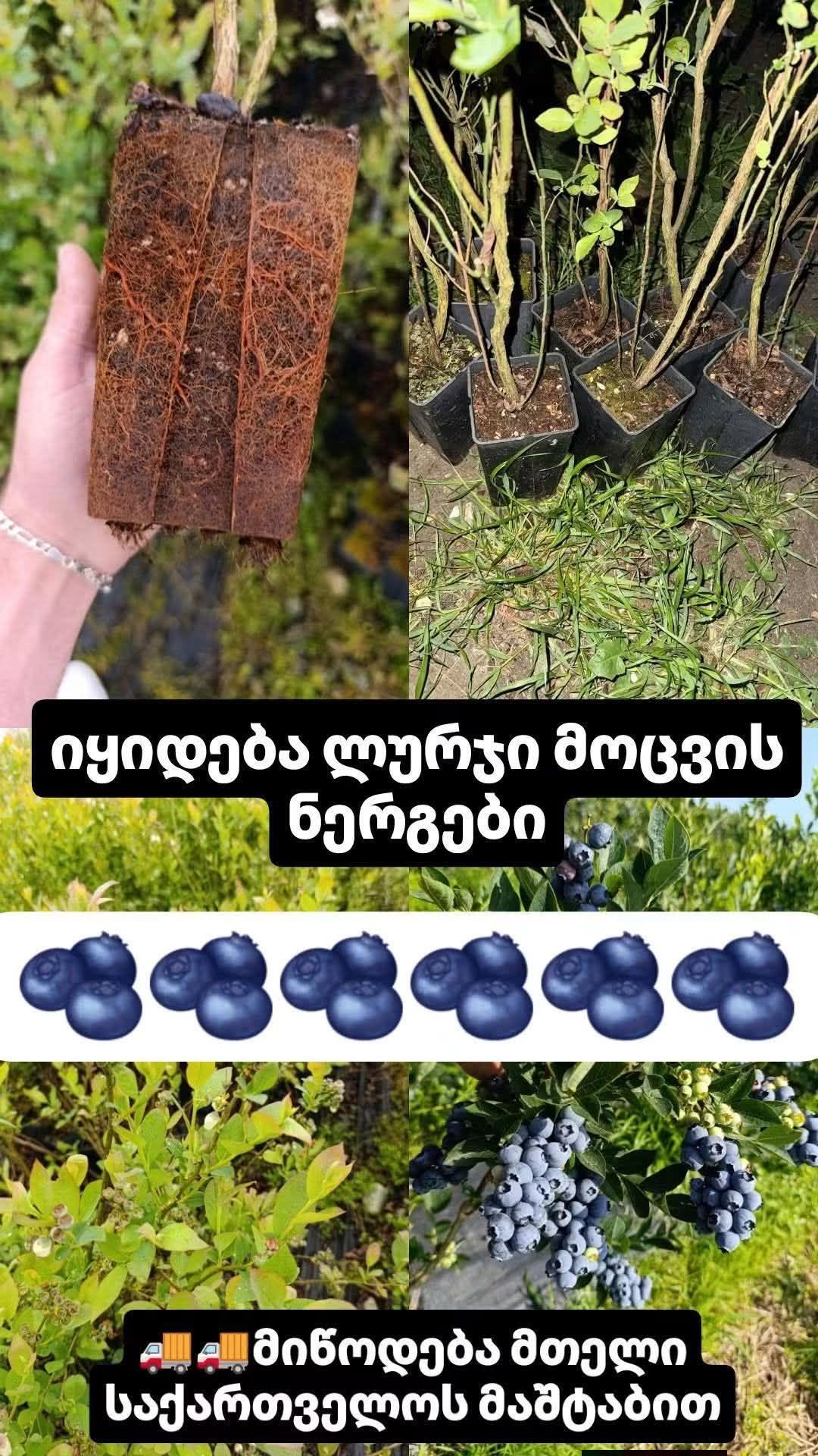Göydənəməzi əkməzləri, bütün Gürcüstanda çatdırılmaq