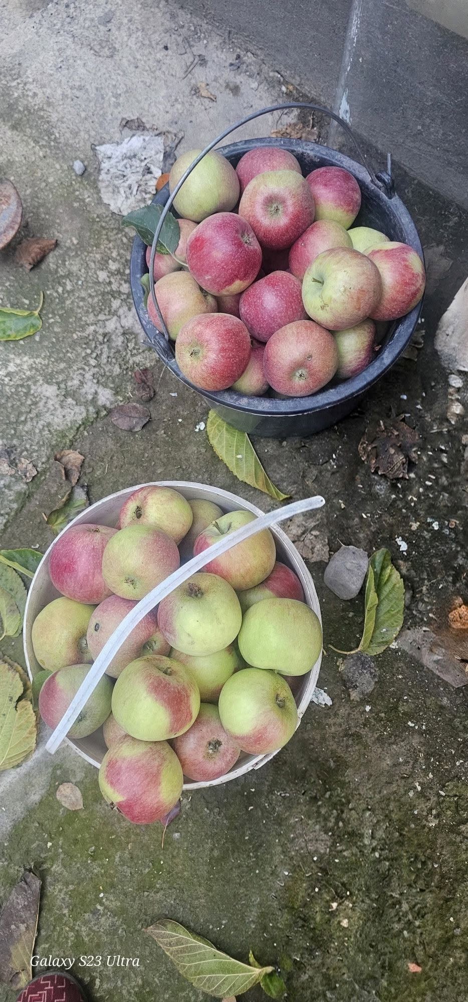 Apples are sold by the sack