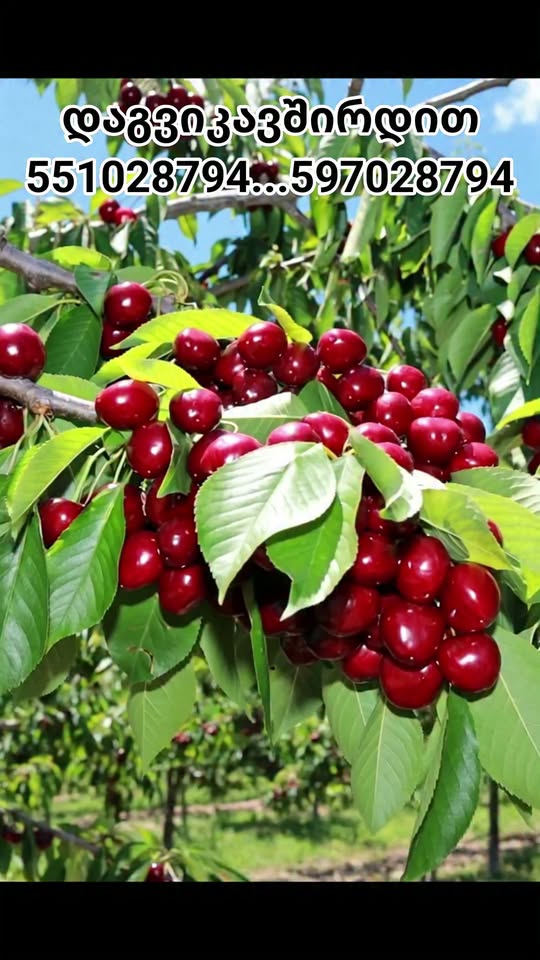 🍒🌱 Varketili bağçılıqda pion satılır