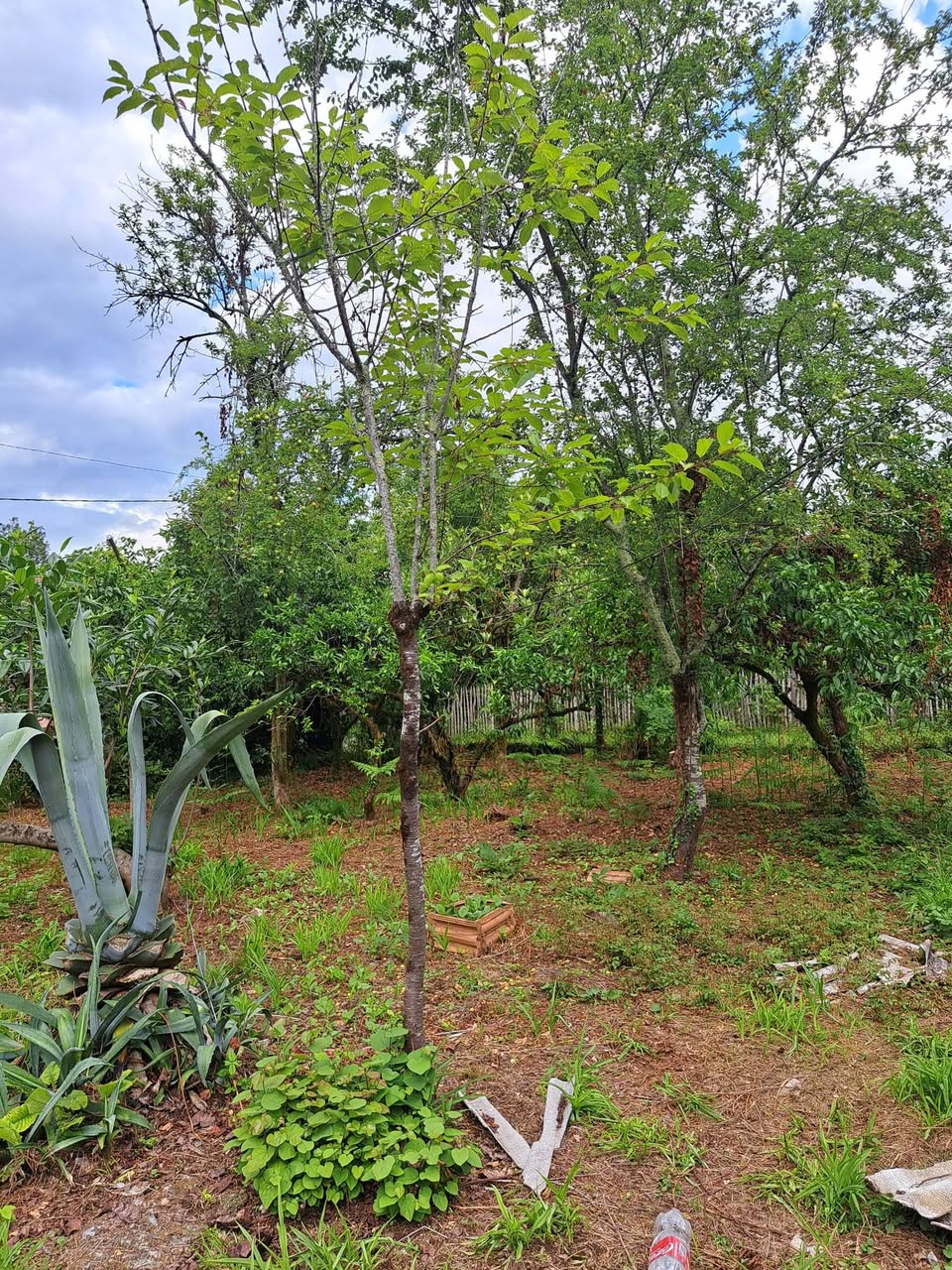 House, Ozurgeti — $29,000