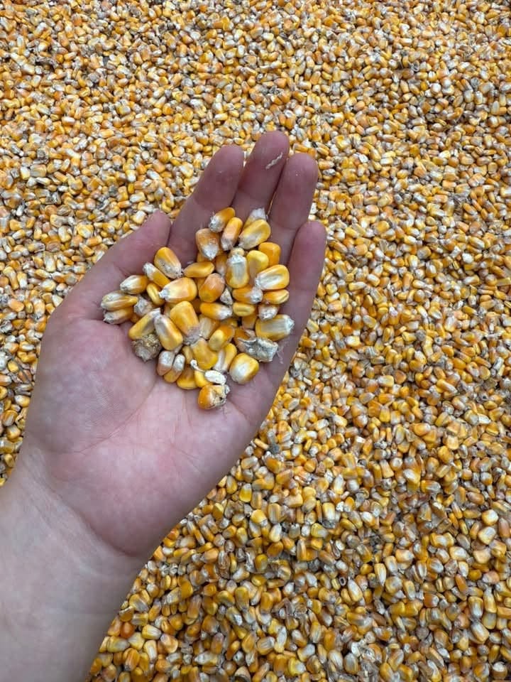 Продаётся Кукуруза зерновая для скота 📞