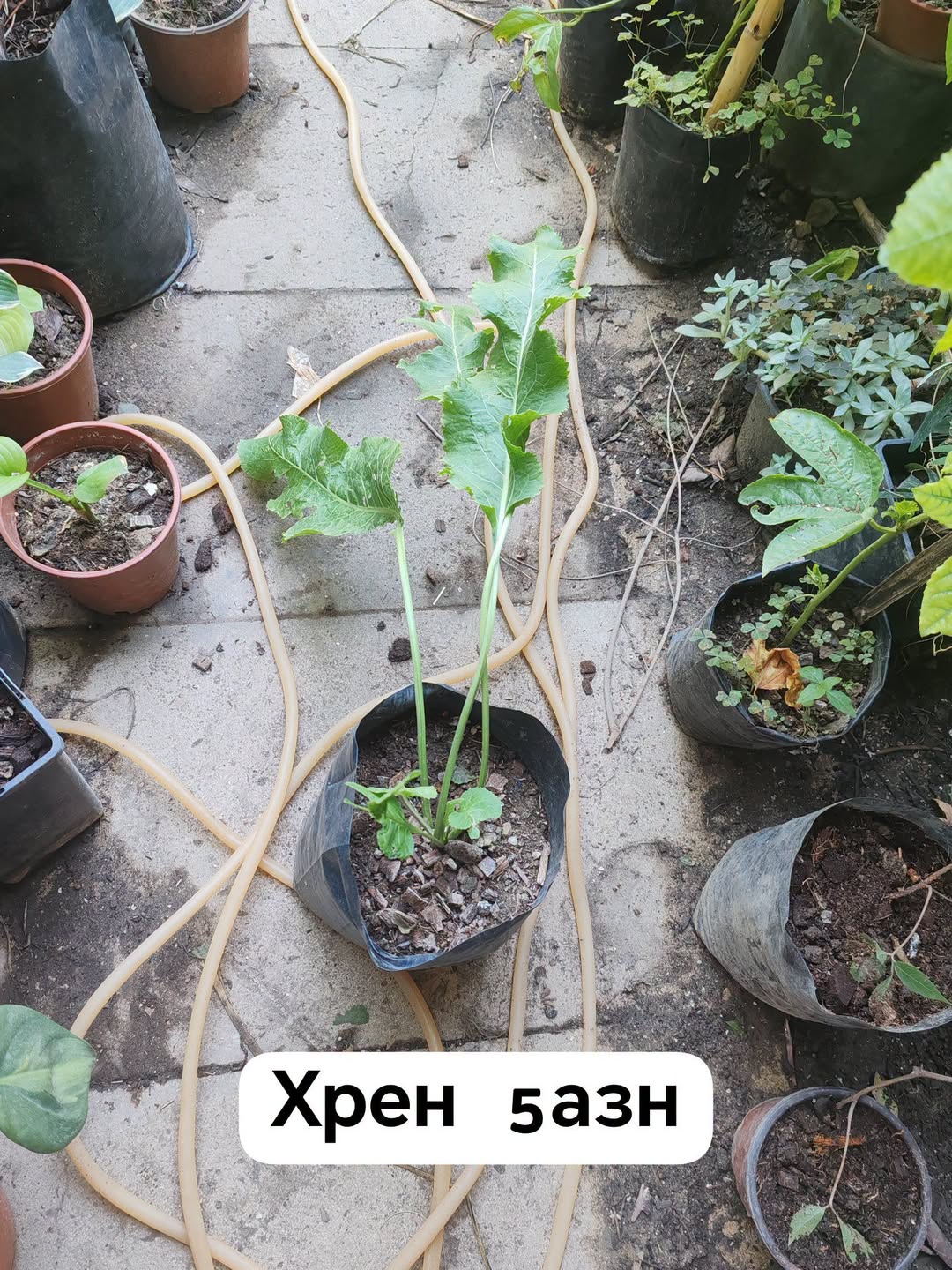 ხრენი მეზობლები ვინ კითხულობდა ნათესების შესახებ — 5₼