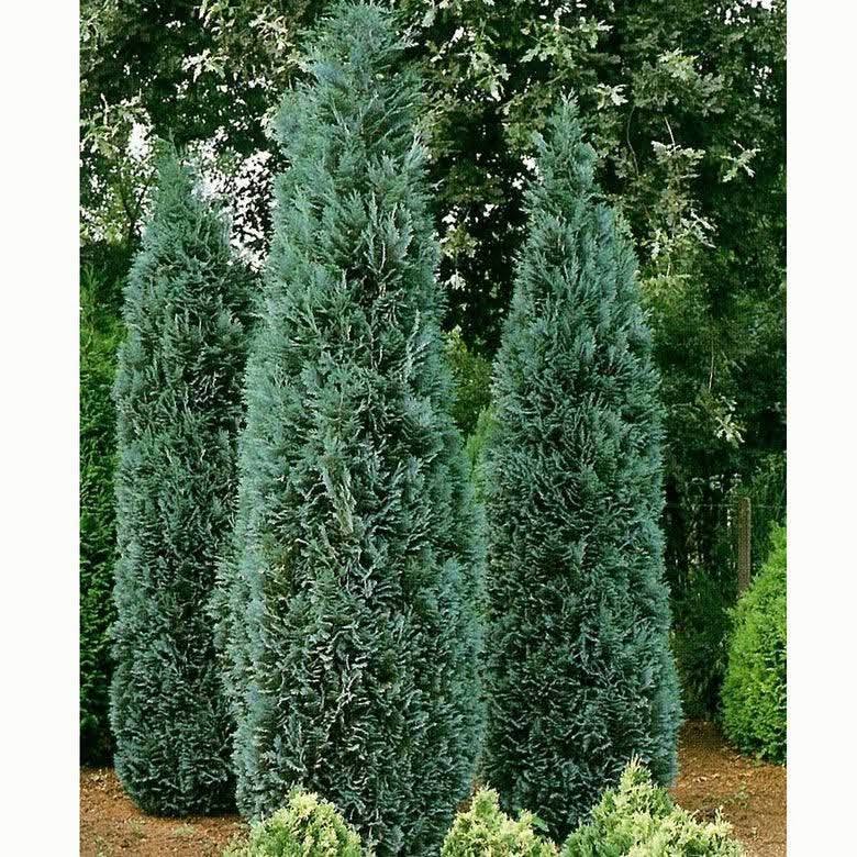 Chamaecyparis lawsoniana (Lawson süpürgesi) sütunsal…