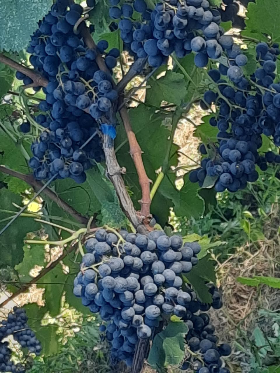 Kişisel olarak Sığnağ'ın bölgesi - 1.3$