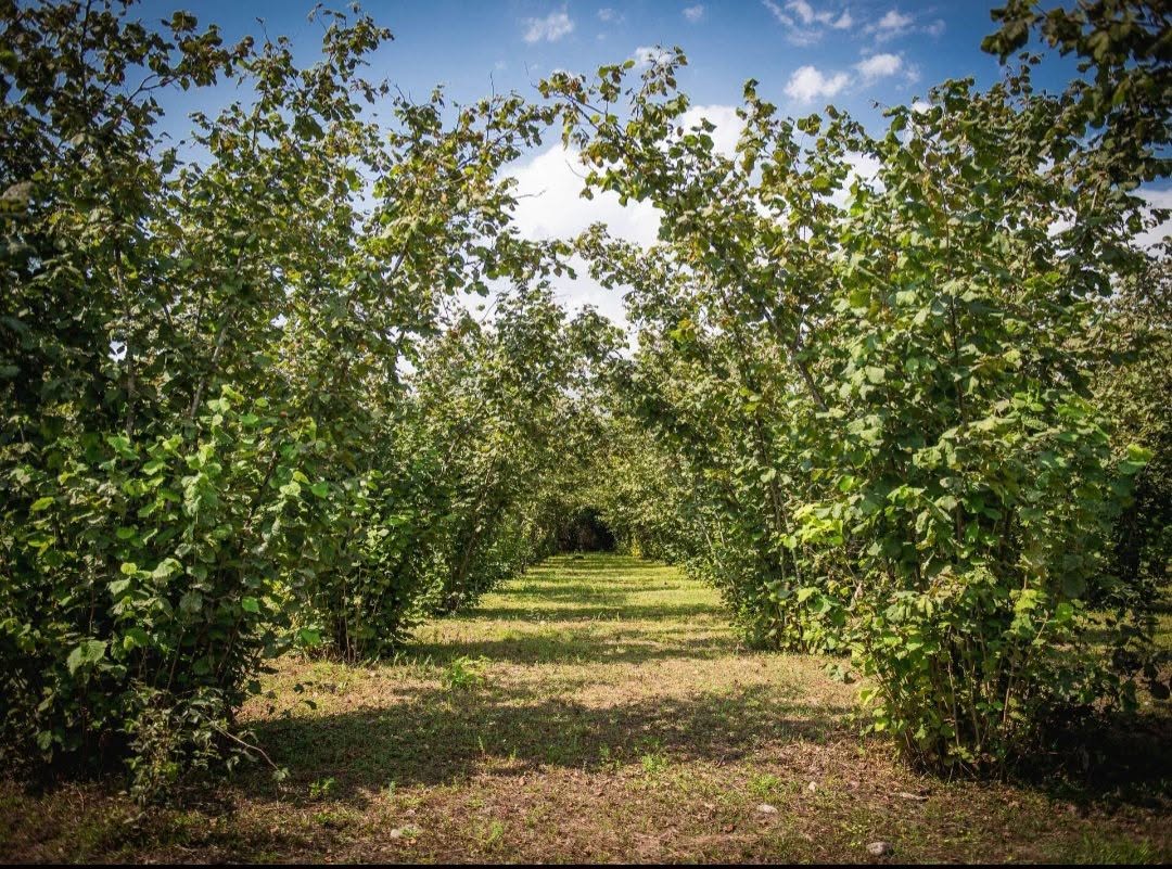 🌿 Продается участок земли в селе Ганмухури! 📍