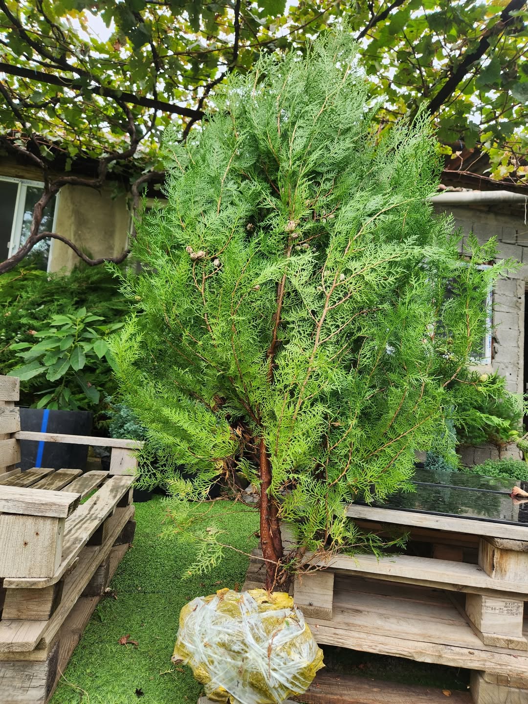 🌲💚 Bağını çit gülləri ilə bəzə!