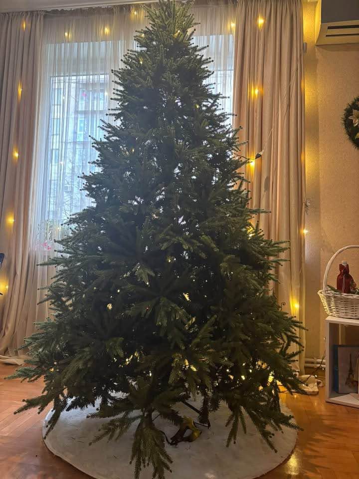 For sale Himalayan fir tree, 210 cm, transformer with branches