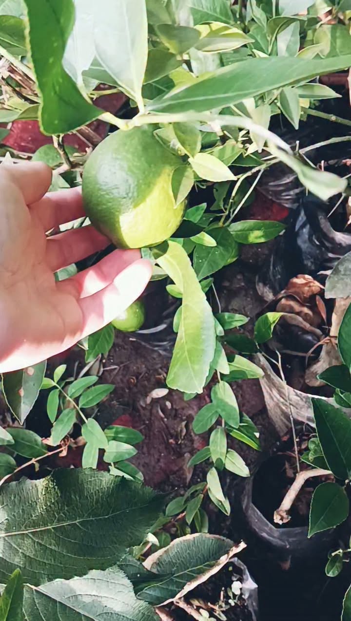 💛🧡Elinde konteynırlı portakal fidanları var 💥 — 30₾