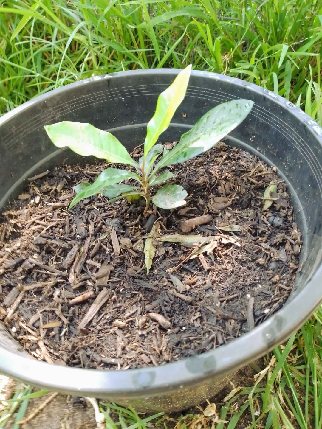 Saksıdaki yerli plumeria bitkisi