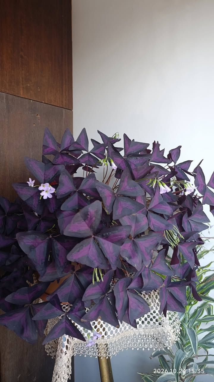 Purple oxalis houseplant