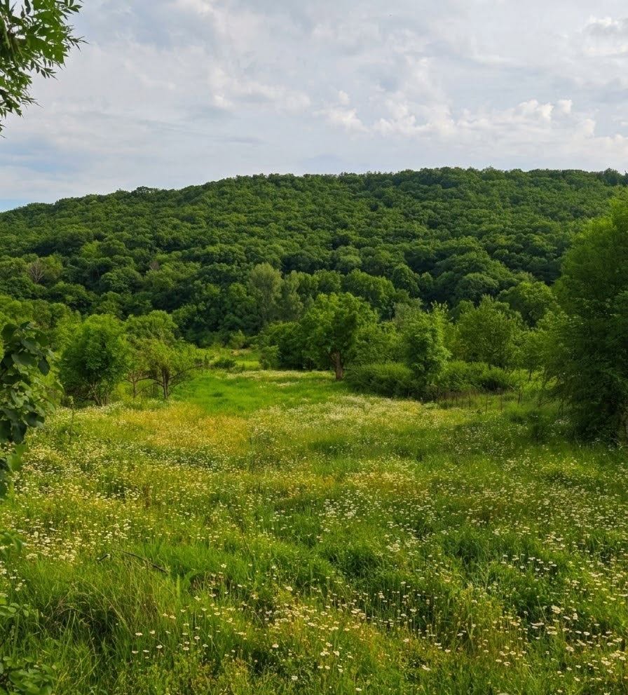 Arazi Parçası, Tiflis