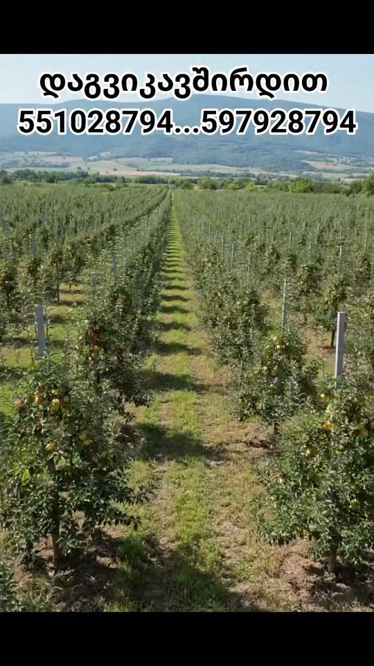 Dwarf and semi-dwarf apple tree