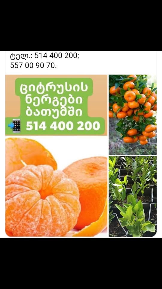 Dəyərli batumilər, 23-24 oktyabr tarixlərində bizim şirkət
