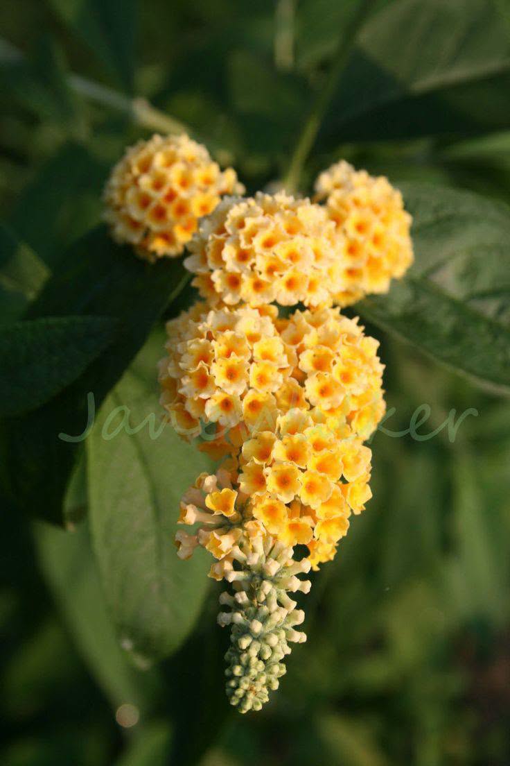 💛 Sarı buddlea'nın bir neçə əmələşməsi var — 20₾