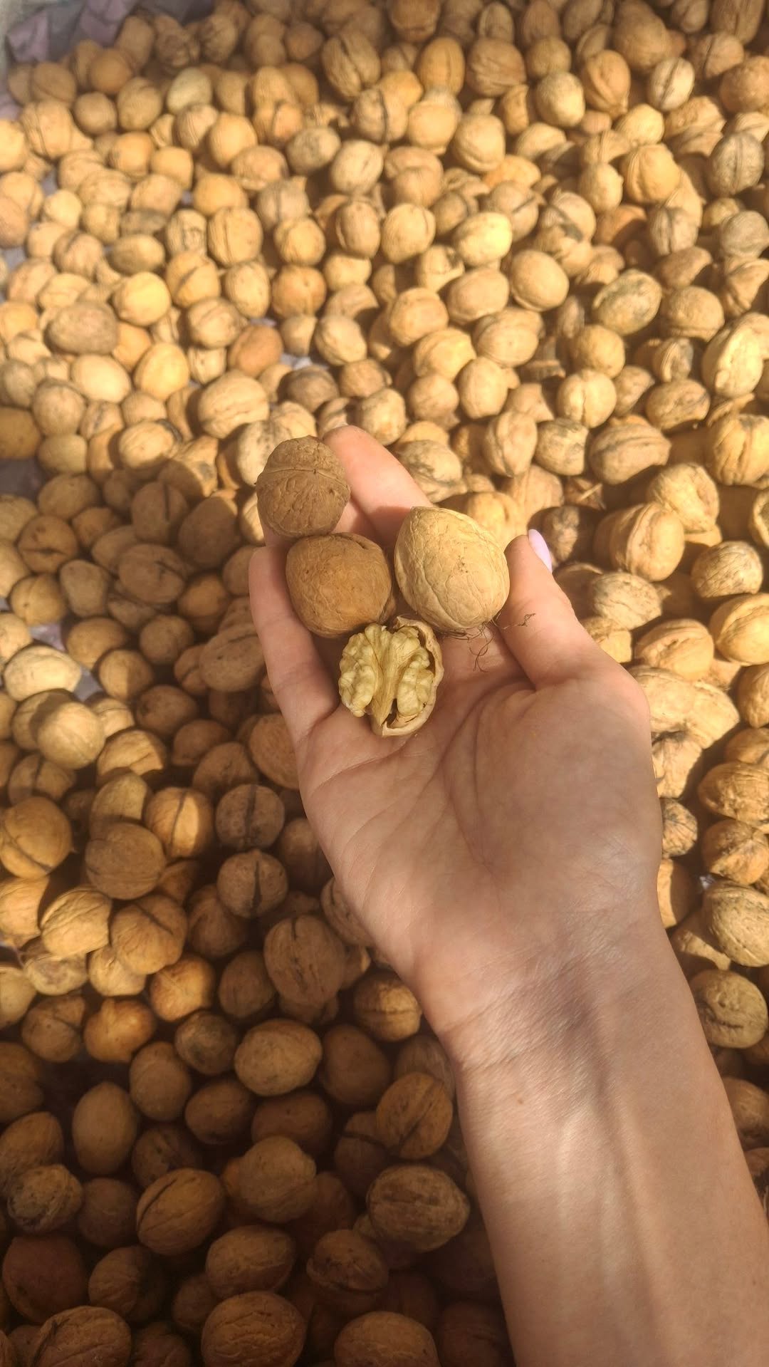 📢 Dikkat, fındık satılır 📌Çalışıyor