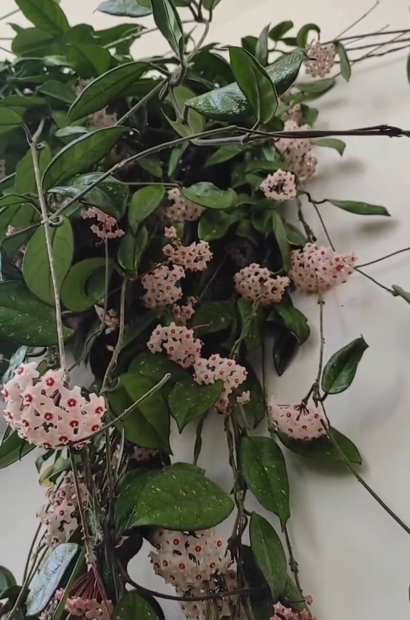 Hoya plant offspring for sale
