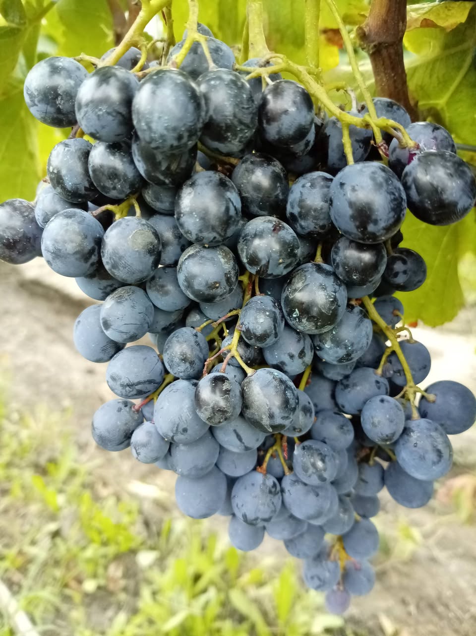 Sabah bizim bio saperavimiz yığılır - 1.8₾