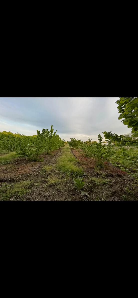 Arazi, Tiflis