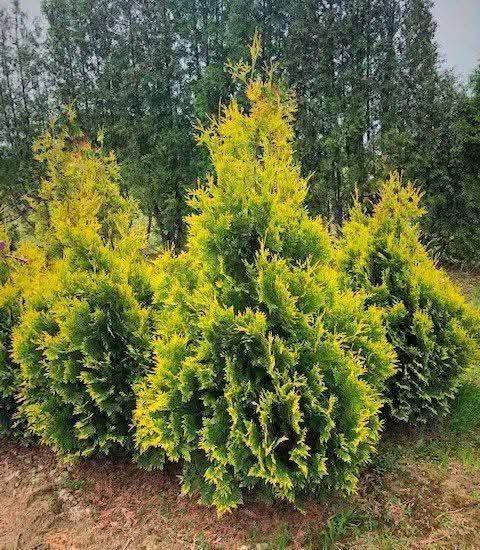 Qızıl rəngli piramidal tuya kolları satılır 40 — 50₾