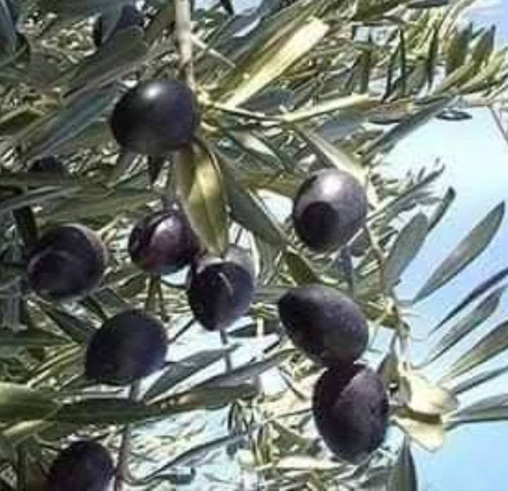 3 yıllık zeytin fidanı, 1m