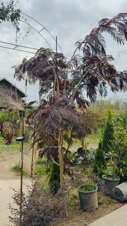 Yaprak döken Albizia 3 metre yüksekliğinde