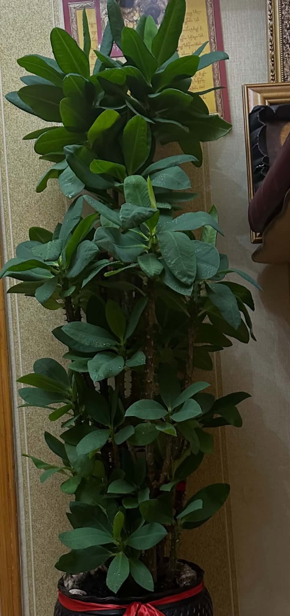 Potted crown of Christ plant, 1 m tall