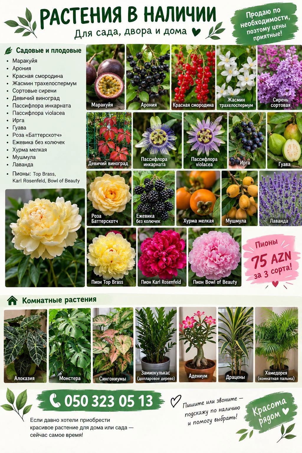 PLANTS IN STOCK. Selling for — 75₼