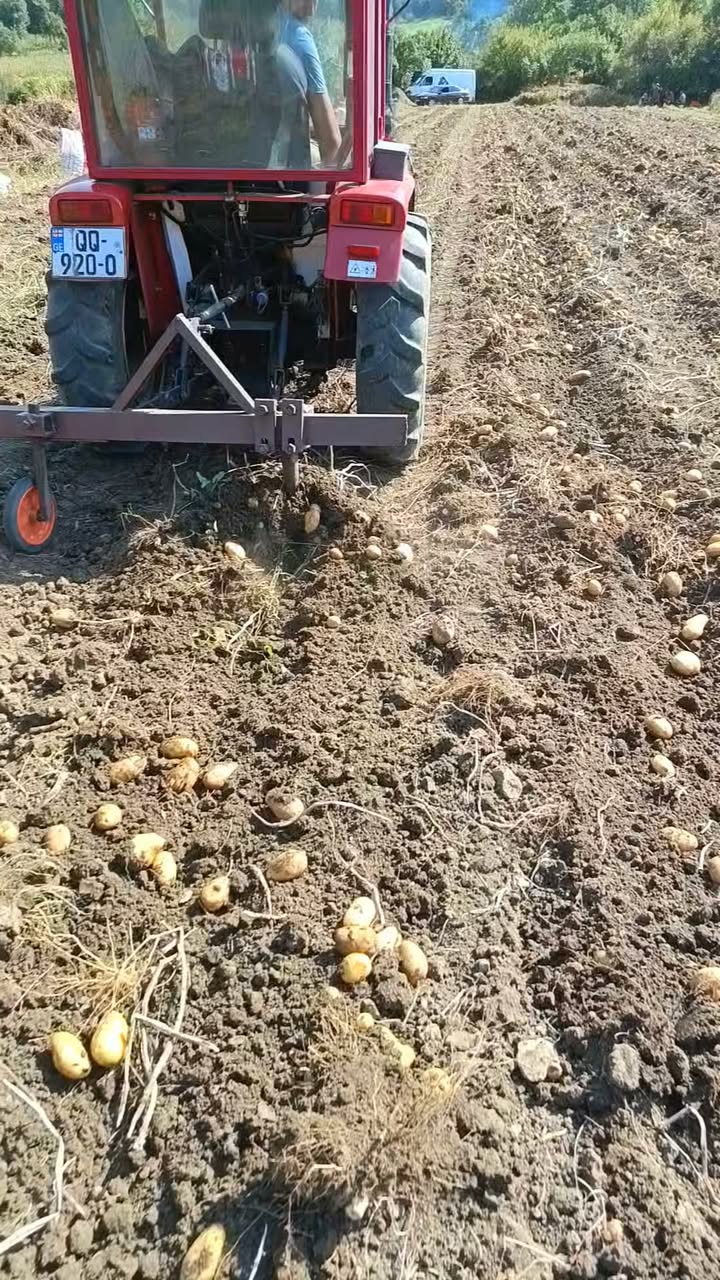 Estrela da Pikaso, Xashuri'den patates