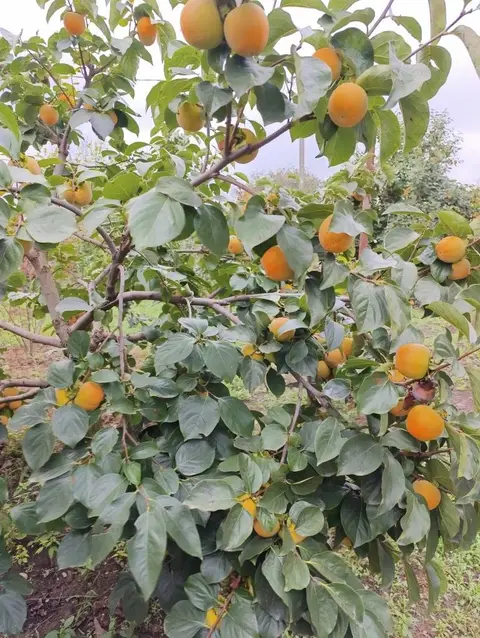 SATILIR Karalyok Xurma Əla sort iridir