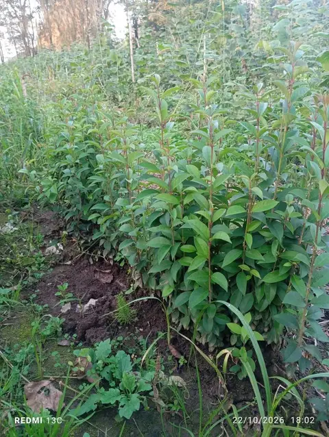 Satılır həmişəyaşıl hasar kolidu əkilən güllər, hansı ki