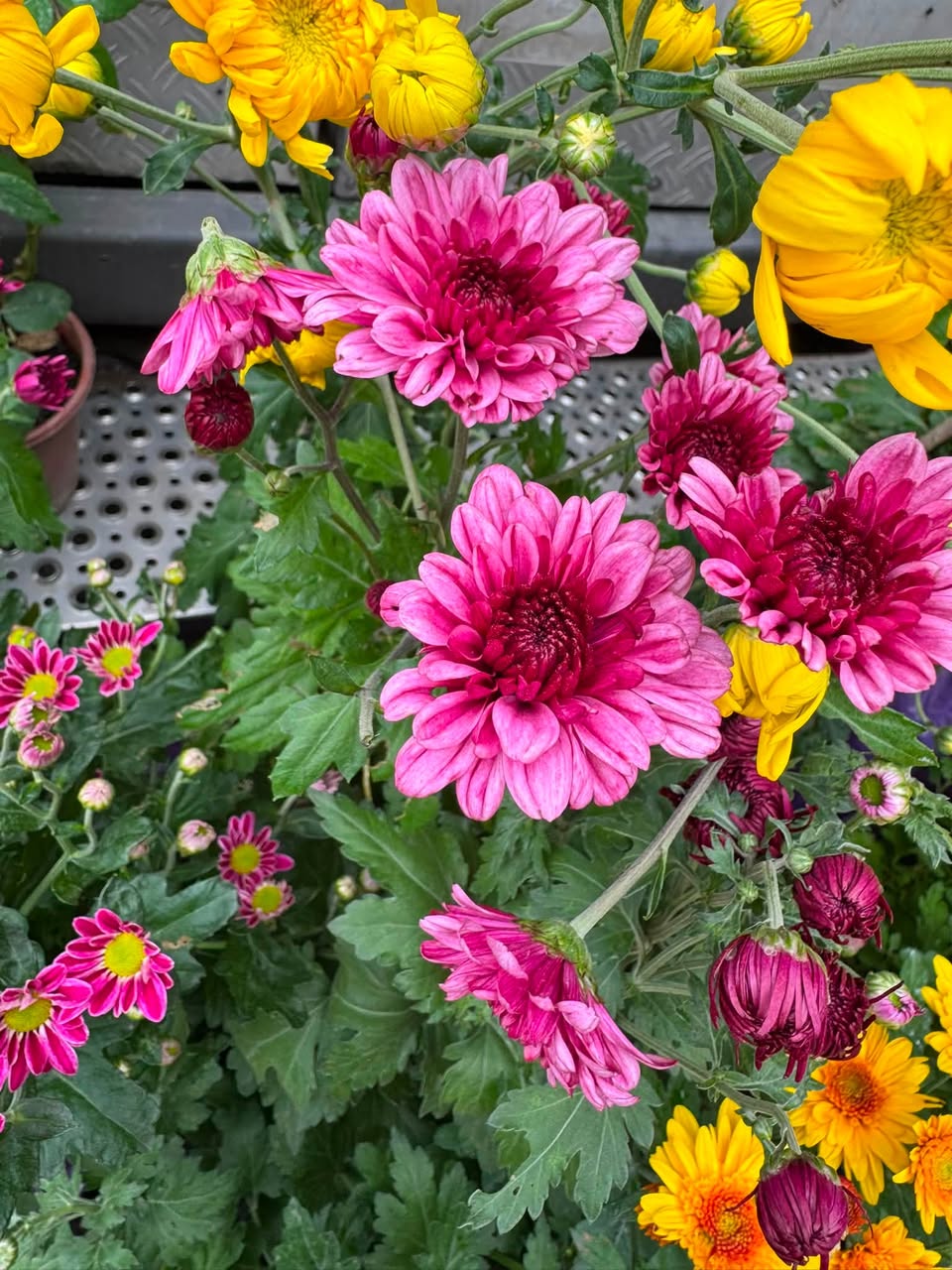 იყიდება ქრიზანთემები