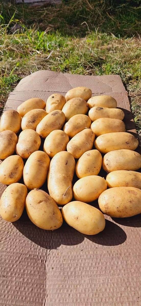 🔥🥔📞 Нико принесет картофель из Ахалкалаки стоит — 1.5₾