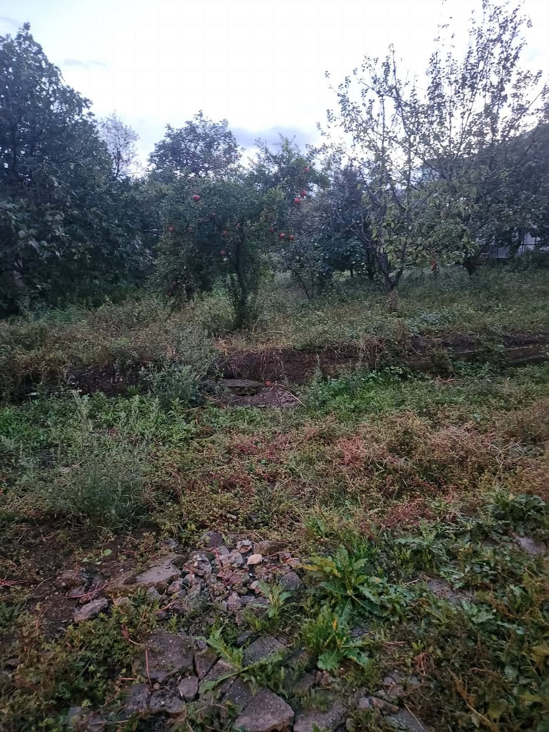 Arazi, Tiflis — $300