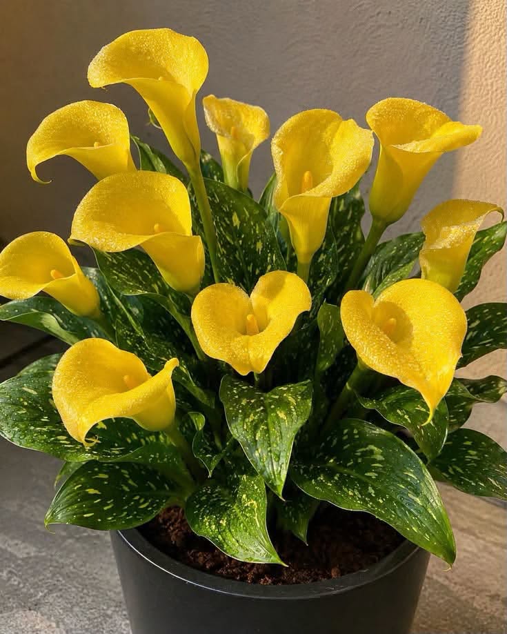 🤩🤩UYARI🤩🤩. Hollanda devi lahana soğanları. Soğan 1000 $'a…