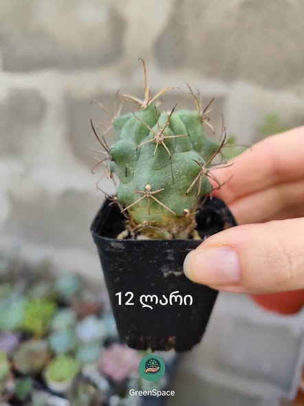 Kaktus, təchizat hər yərə