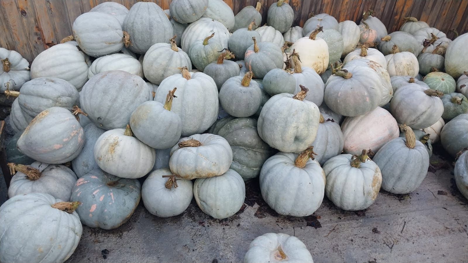 Satılık kabak (kestane) Adıgen ilçesinde köyde